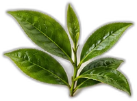 L-teanina