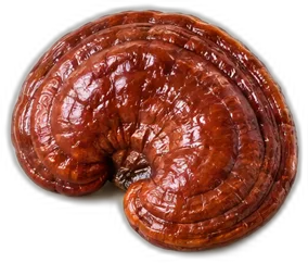 Reishi